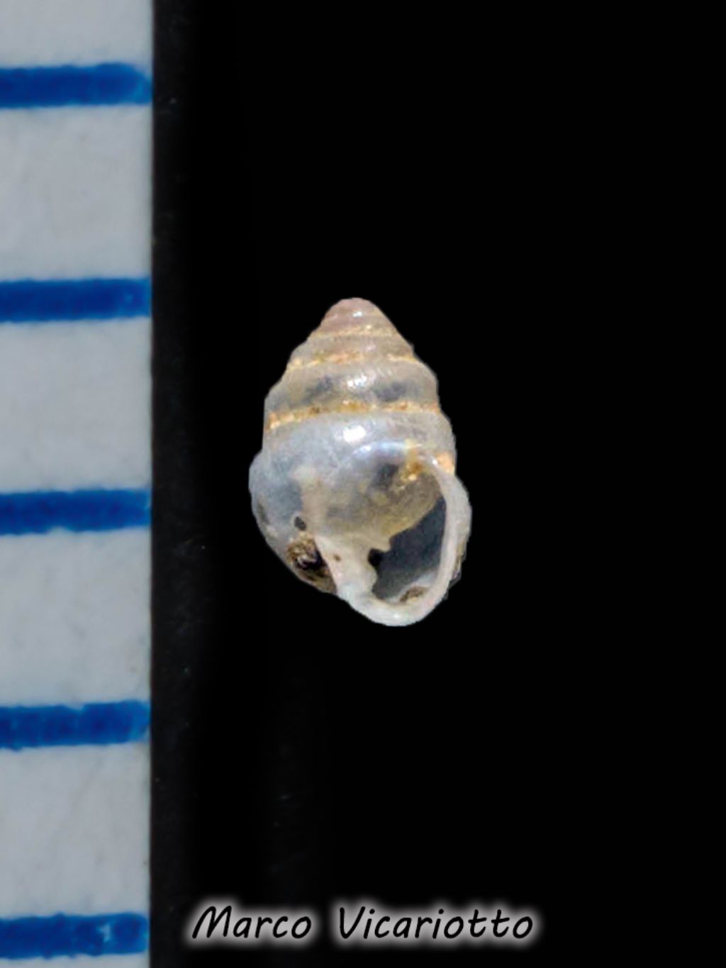 Zospeum globosum